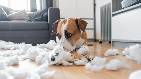 A small brown and white dog chewing a toy surrounded by fluff