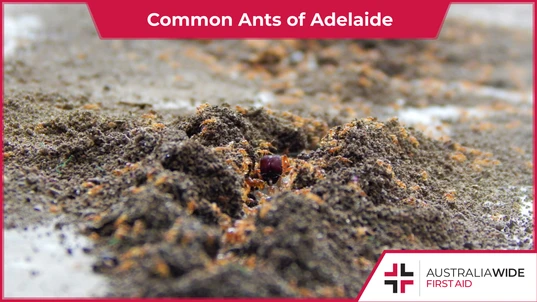 A colony of small red ants foraging in a mound of dirt