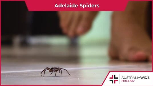 Adelaide Spiders