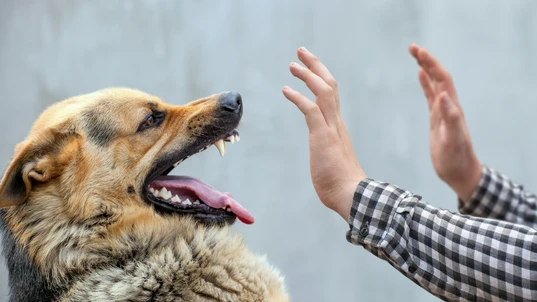 An angry looking dog baring its teeth at someone's outstretch hands