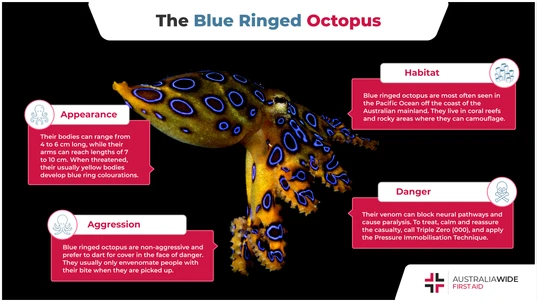 Infographic about the Blue-ringed Octopus