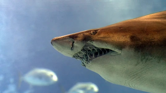 Close Up of a Bull Shark's Head and Teeth