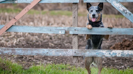 Cattle dog standing against a fence on an Australian farm