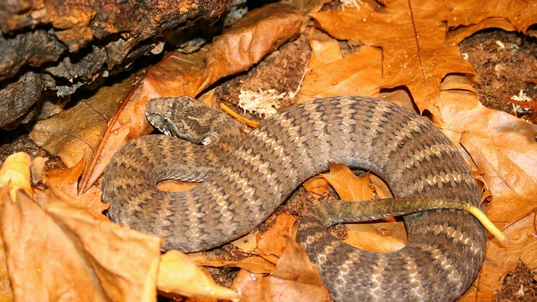 A brown Death Adder snake lying on top of dead leaves