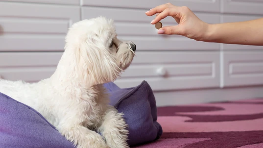 Maltese dog lying on a cushion being offered a worming tablet