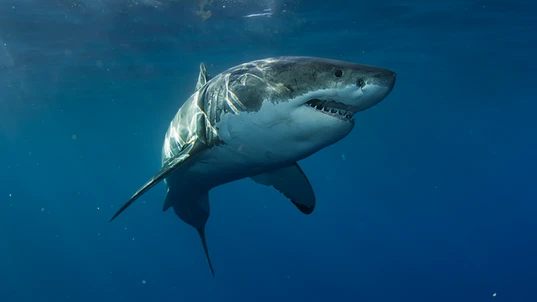 Great white shark