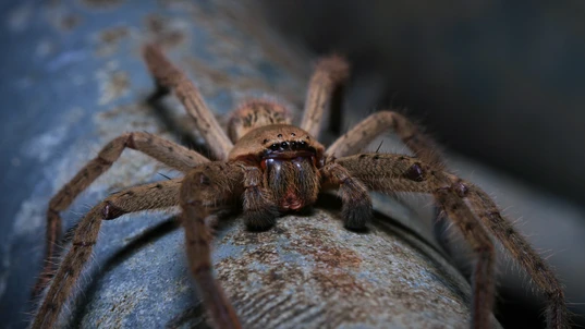 Huntsman Spider Sitting on a Metal Pole 