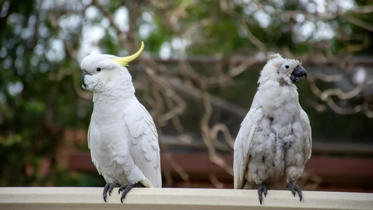 Sulphur-crested cockatoo seating on a fence close to another cockatoo suffering from Psittacine beak and feather disease - PBFD.