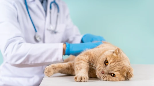 Sick cat being checked by a vet