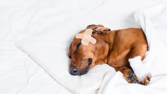 Injured dog resting after treatment