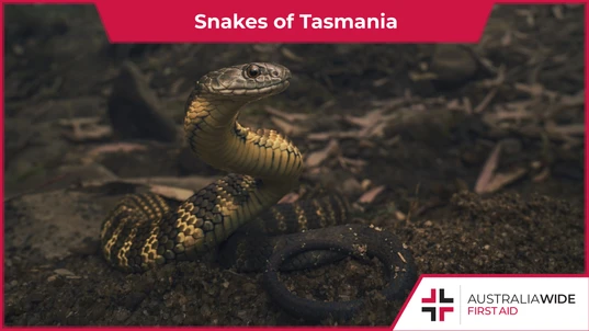 Snakes of Tasmania