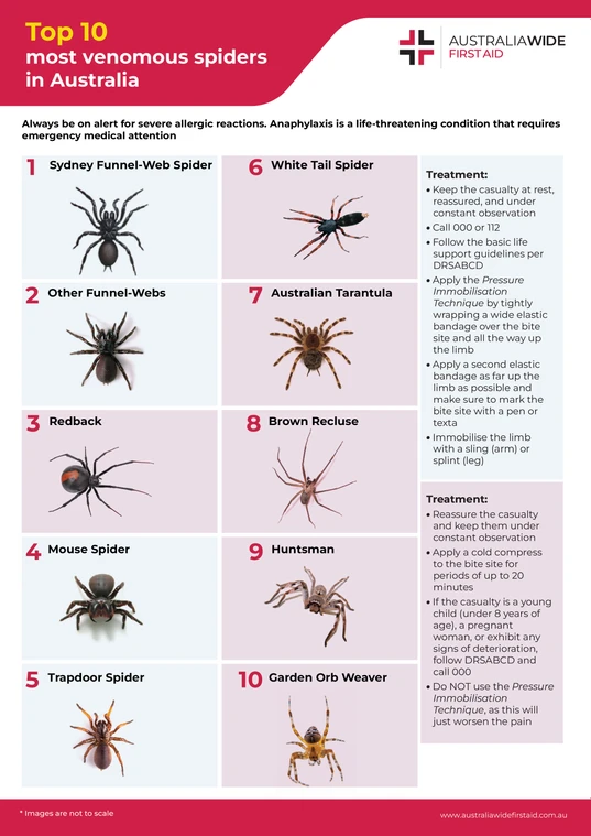 Spider Bite Identify Treat
