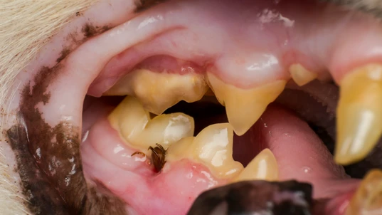 Tick buried in the gum of a cat or dog, inside the mouth.