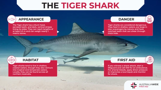 Infographic about Tiger sharks