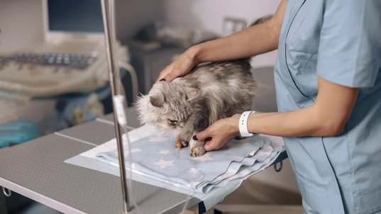 Professional woman veterinarian in light blue uniform holds fluffy grey cat during intravenous infusion on table in modern clinic office closeup